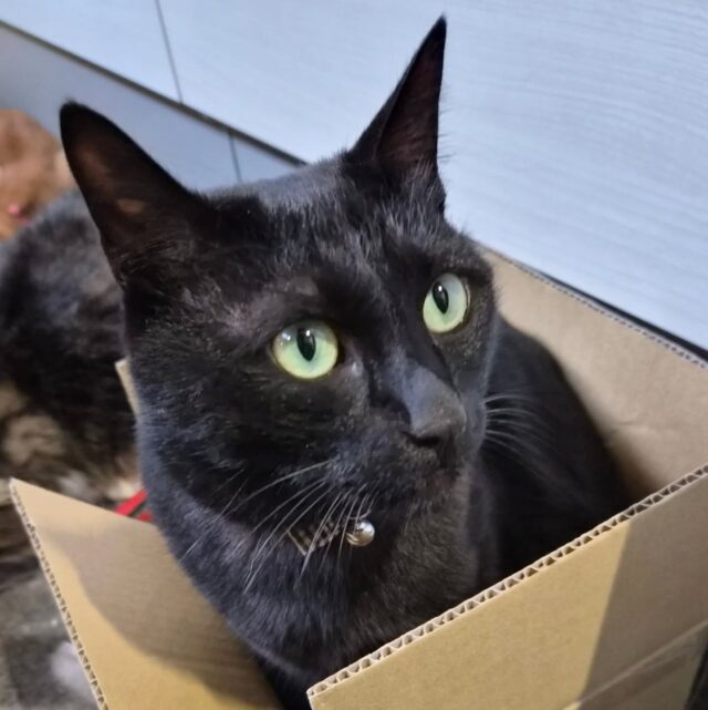 藤枝です。
昨晩から事務所機器の全てが機能不全に陥りました。
昨晩遅くまで復旧作業をしておりました。
そして本日午後、一部復旧しました。
まだ完全復旧まで時間がかかるかと思われます。
書類作成発行までにはまだまだ…
この間、お客様にはご迷惑をおかけします事をこの場をお借りしましてお詫び申し上げます。

昨晩の影響か、私の体調が不完全。
上記記載内容により、本日臨時休業となった次第であります。

申し訳御座いません。

テンチョー達は元気モリモリなんですけどねぇ…

#藤枝輪業